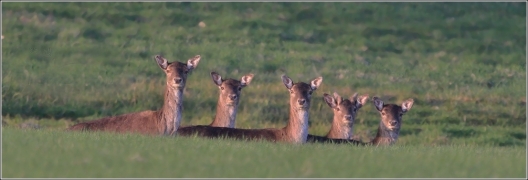 <p>DANĚK SKVRNITÝ (Dama dama) Šluknovsko - Valdek /Fallow deer - Damhirsch/</p>